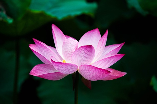 lotus květ 