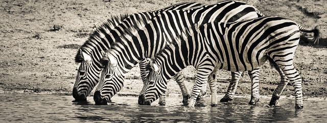 zebry jsou navzdory pÅ™esvÄ›dÄenÃ­ agresivnÃ­